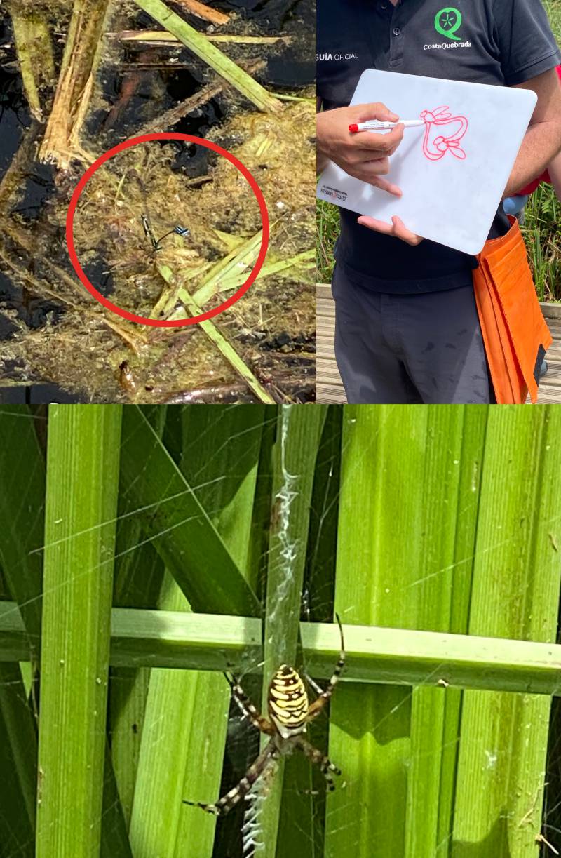 geoparque ruta pozo tremeo libelulas y araña tigre